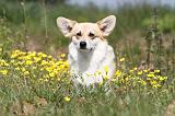 CORGI PEMBROKE 391